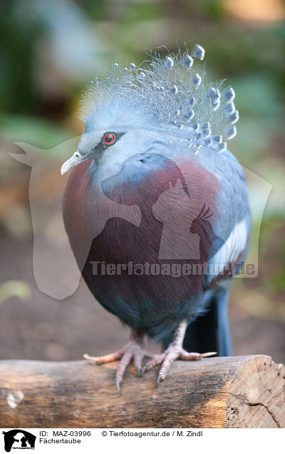 Fchertaube / Victoria Crowned Pigeon / MAZ-03996