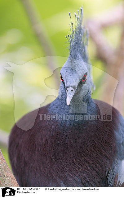 Fchertaube / Crowned Pigeon / MBS-12087