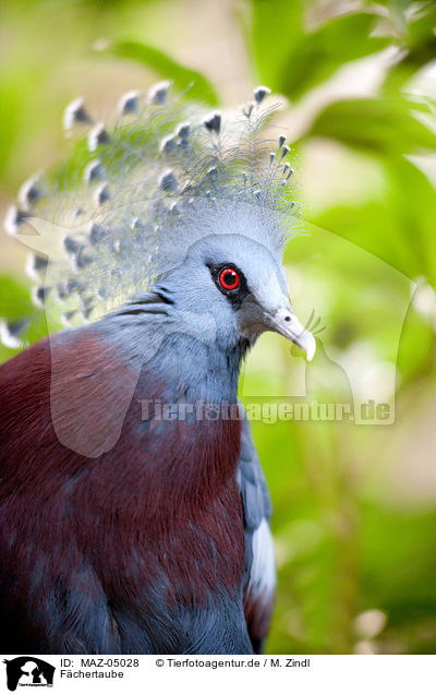 Fchertaube / Victoria Crowned Pigeon / MAZ-05028
