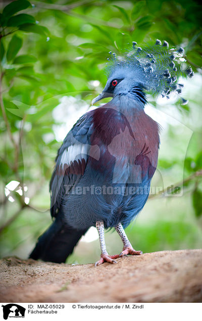 Fchertaube / Victoria Crowned Pigeon / MAZ-05029