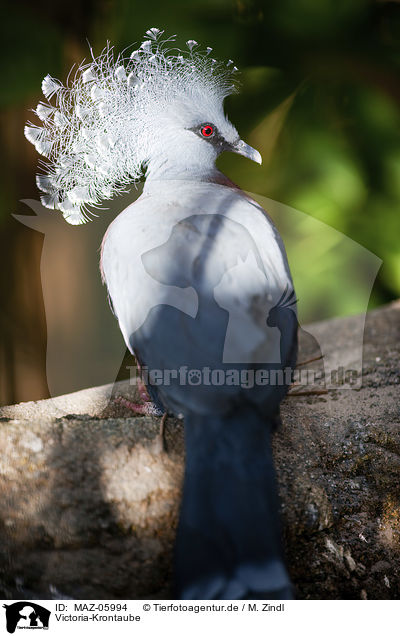 Victoria-Krontaube / Victoria Crowned Pigeon / MAZ-05994