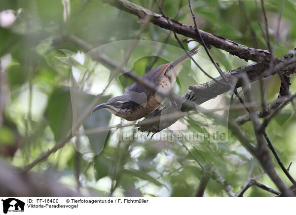 Viktoria-Paradiesvogel / Victoria's riflebird / FF-16400