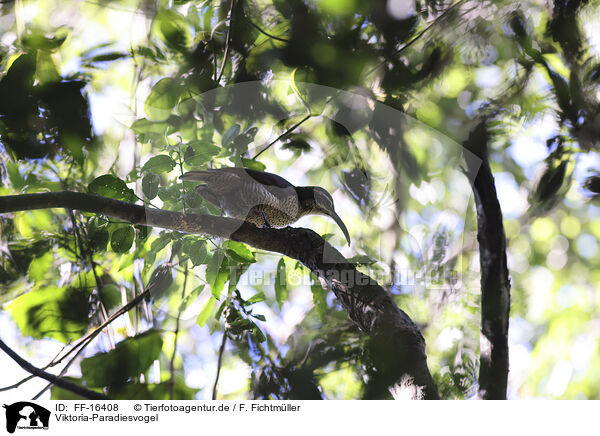 Viktoria-Paradiesvogel / Victoria's riflebird / FF-16408
