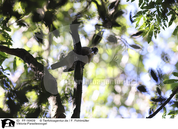 Viktoria-Paradiesvogel / Victoria's riflebird / FF-16409