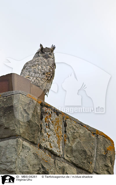 Virginia-Uhu / great horned owl / MBS-08261