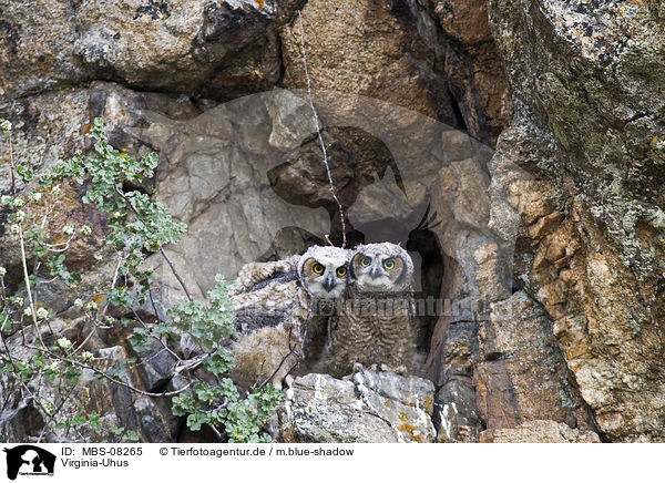 Virginia-Uhus / great horned owls / MBS-08265