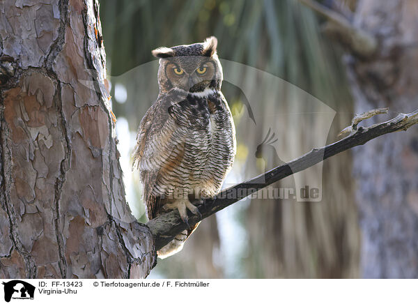 Virginia-Uhu / Great Horned Owl / FF-13423