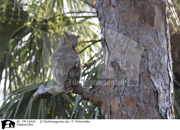 Virginia-Uhu / FF-13424