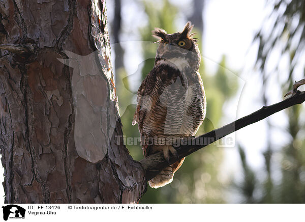 Virginia-Uhu / Great Horned Owl / FF-13426