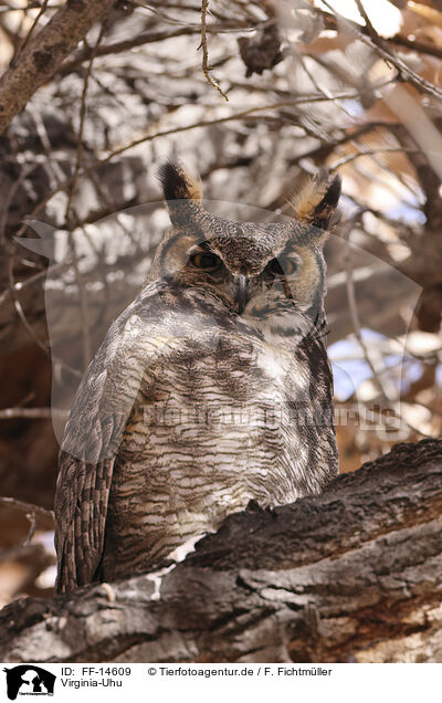 Virginia-Uhu / american eagle owl / FF-14609