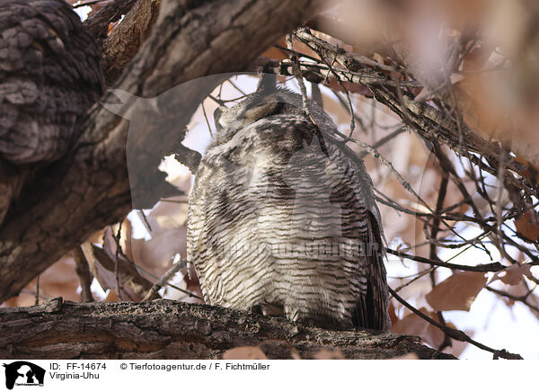 Virginia-Uhu / american eagle owl / FF-14674