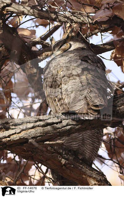 Virginia-Uhu / american eagle owl / FF-14676