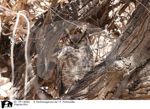 Virginia-Uhu / american eagle owl / FF-14682