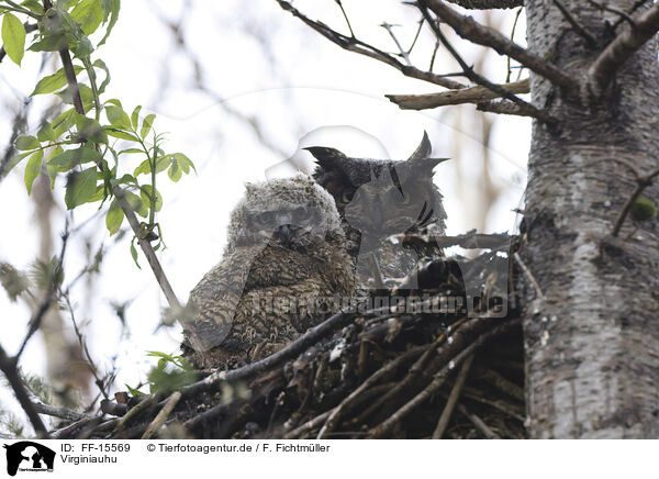 Virginiauhu / Great horned owl / FF-15569
