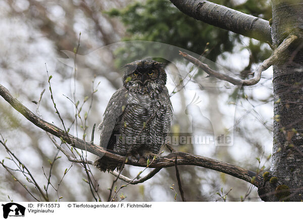 Virginiauhu / Great horned owl / FF-15573