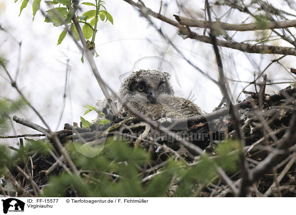 Virginiauhu / Great horned owl / FF-15577