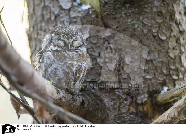 Virginia-Uhu / Great Horned Owl / DMS-16604