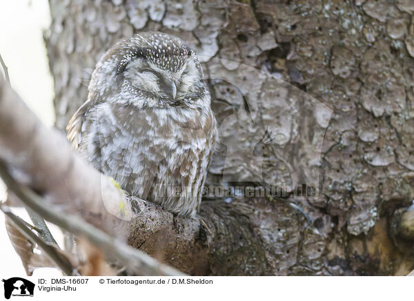 Virginia-Uhu / Great Horned Owl / DMS-16607