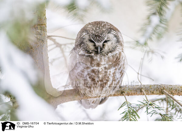 Virginia-Uhu / DMS-16704