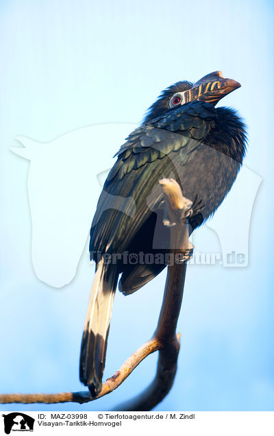 Visayan-Tariktik-Hornvogel / visayan tarictic hornbill / MAZ-03998