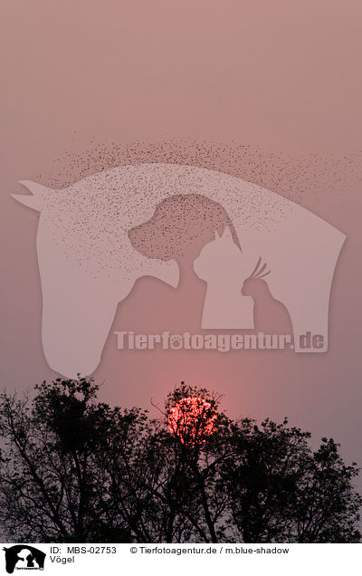 Vgel / birds / MBS-02753