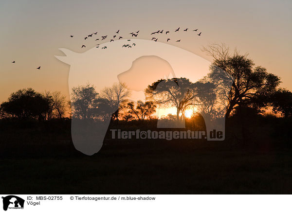 Vgel / birds / MBS-02755