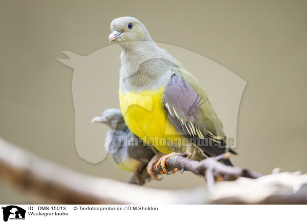 Waaliagrntaube / Bruce's green pigeon / DMS-15013