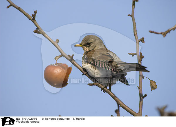 Wacholderdrossel / fieldfare / THA-02076