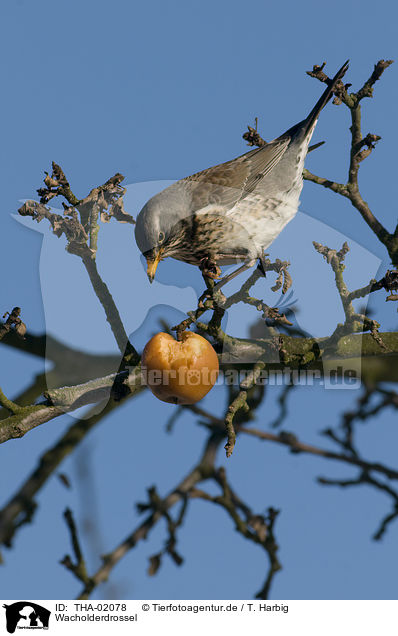 Wacholderdrossel / fieldfare / THA-02078