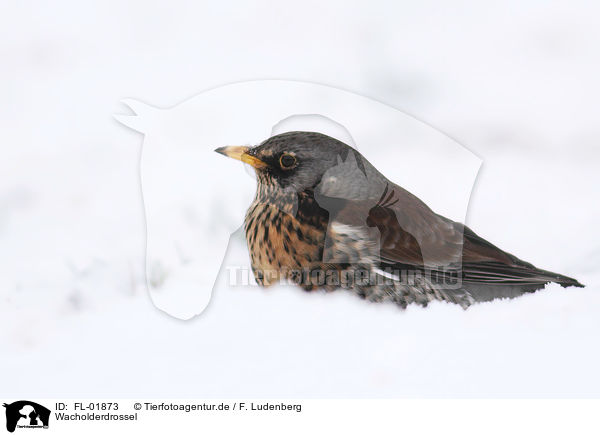 Wacholderdrossel / FL-01873