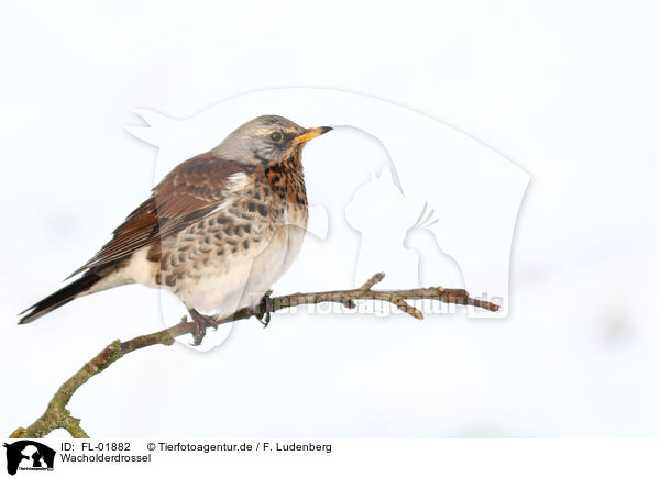 Wacholderdrossel / fieldfare / FL-01882
