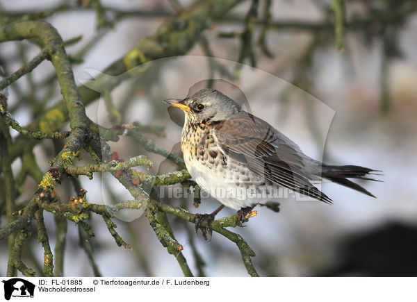 Wacholderdrossel / fieldfare / FL-01885
