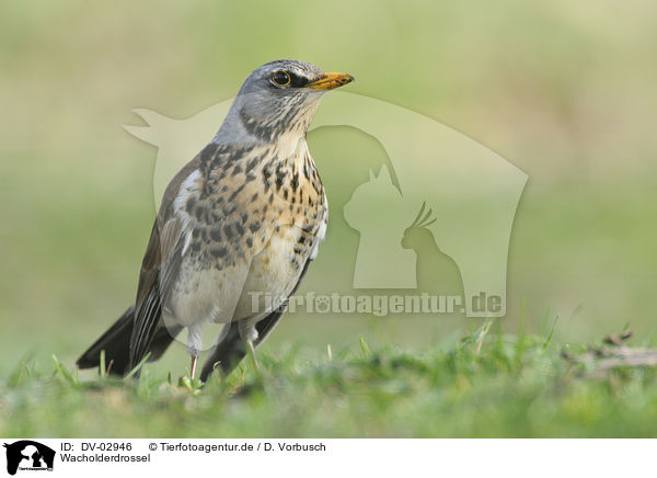 Wacholderdrossel / DV-02946