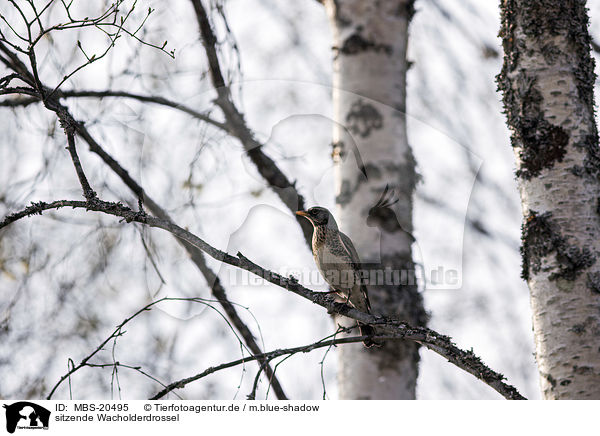 sitzende Wacholderdrossel / sitting Fieldfare / MBS-20495