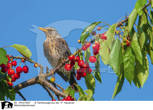 Wacholderdrossel / fieldfare / FH-01807