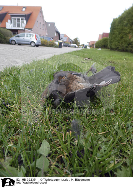 tote Wacholderdrossel / dead fieldfare / HB-02235