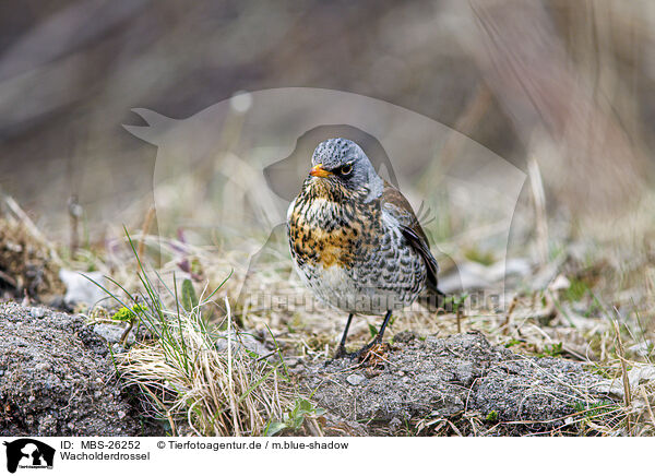 Wacholderdrossel / fieldfare / MBS-26252