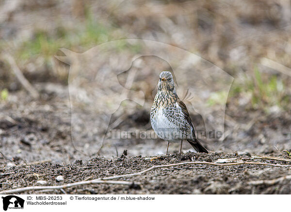 Wacholderdrossel / fieldfare / MBS-26253