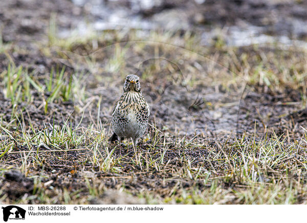 Wacholderdrossel / fieldfare / MBS-26288