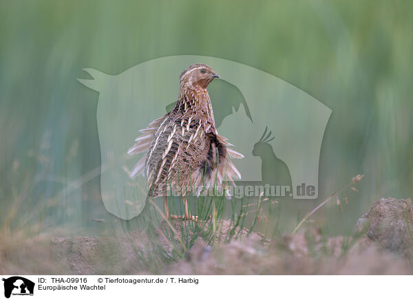 Europische Wachtel / common quail / THA-09916