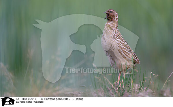 Europische Wachtel / common quail / THA-09918
