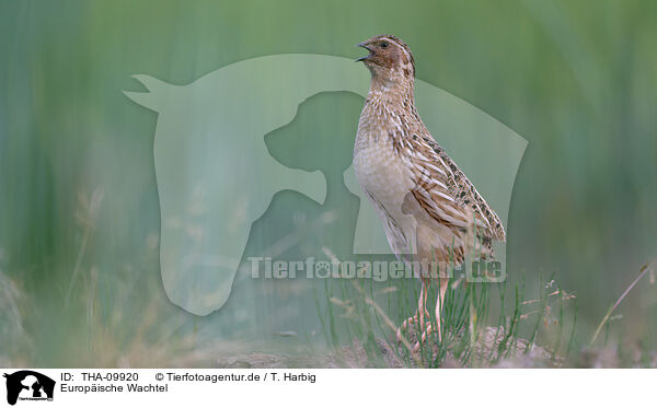 Europische Wachtel / common quail / THA-09920