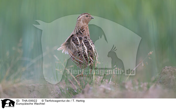 Europische Wachtel / common quail / THA-09922