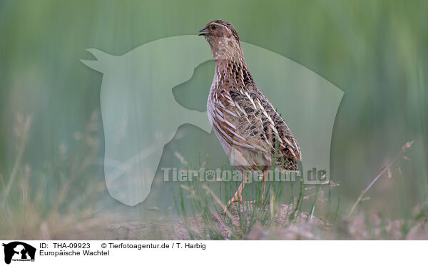 Europische Wachtel / common quail / THA-09923