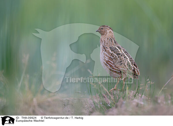 Europische Wachtel / common quail / THA-09924