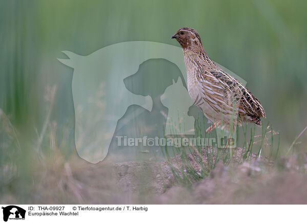 Europische Wachtel / common quail / THA-09927