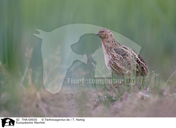 Europische Wachtel / common quail / THA-09930