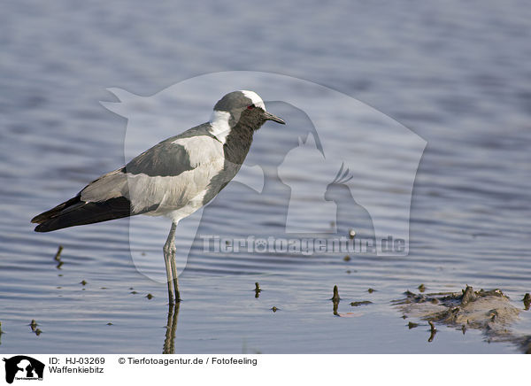 Waffenkiebitz / lapwing plover / HJ-03269