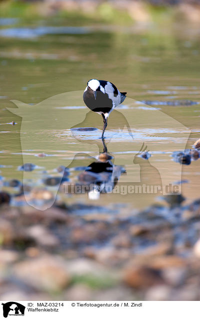 Waffenkiebitz / MAZ-03214