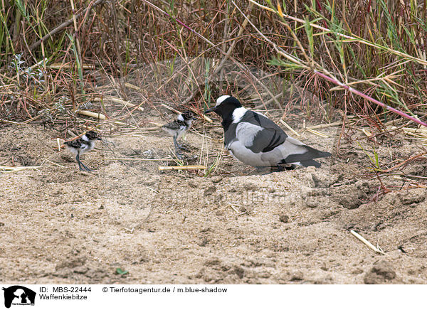 Waffenkiebitze / MBS-22444